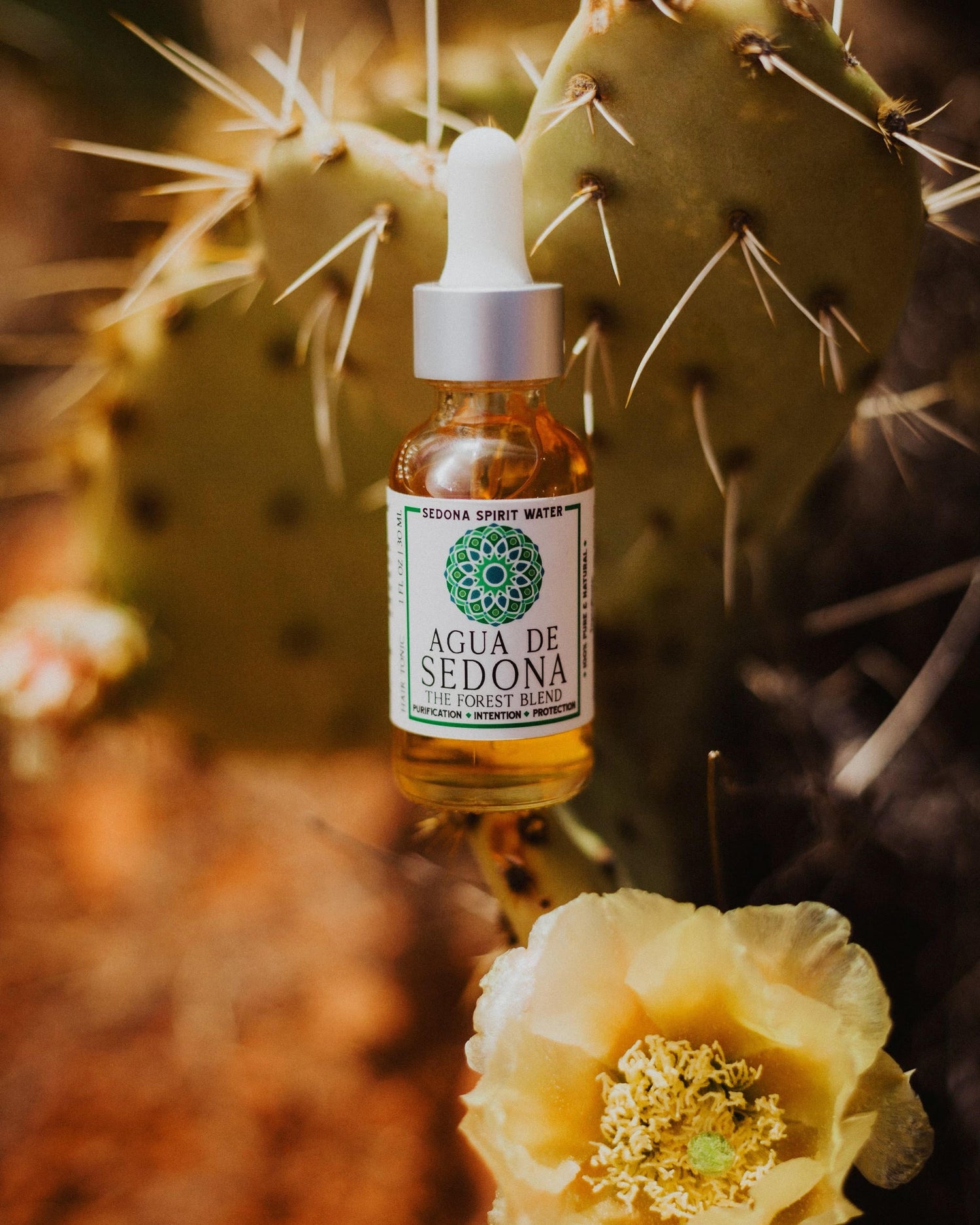 Sedona Spirit Water – The Forest Blend bottle set against a natural cactus background, with a vibrant yellow desert flower in the foreground—evoking themes of vitality, grounding, and the healing energy of the desert forest.